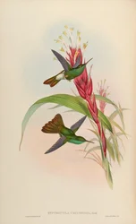 Hypuroptila urochrysia = Chalybura urochrysia